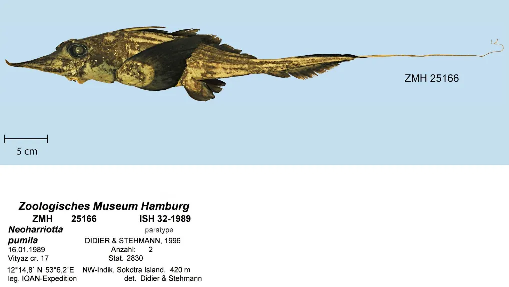 Quimera de Aleta Curva Arábiga