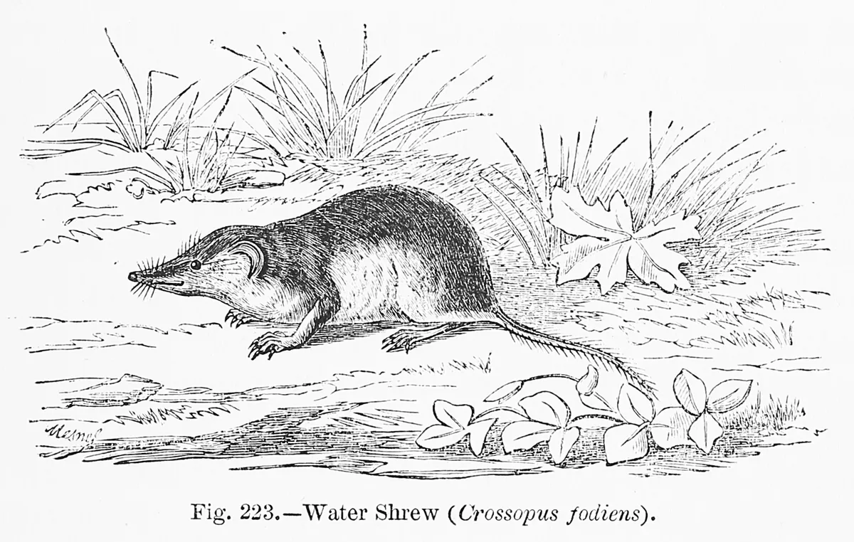 Musaraña Acuática Euroasiática