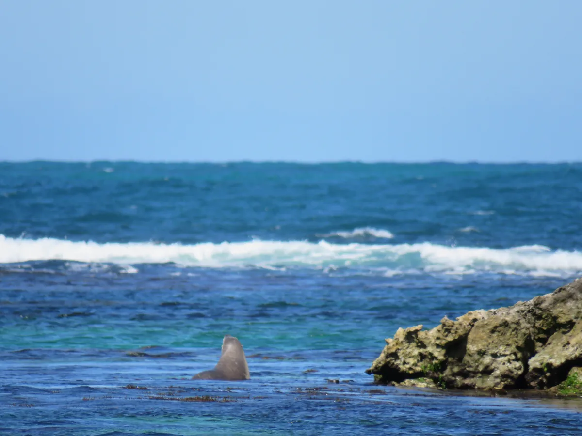 Australian Sea Lion