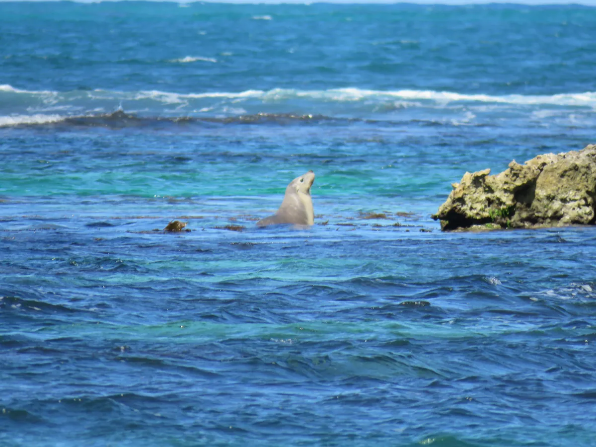 Australian Sea Lion