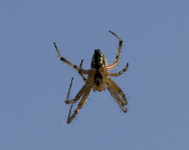 Araña Orbitelia Adianta