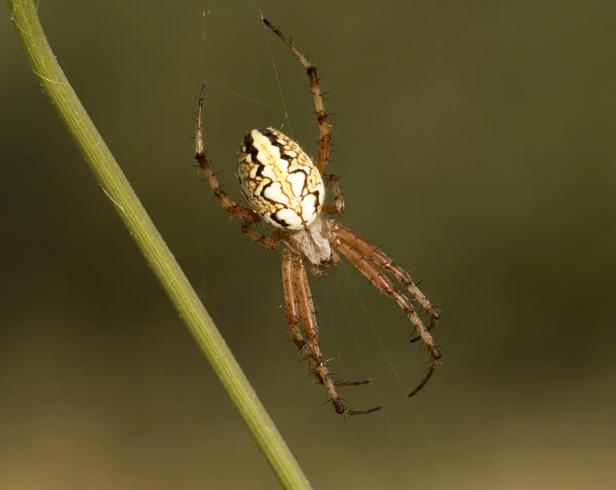 Araña Orbitelia Adianta
