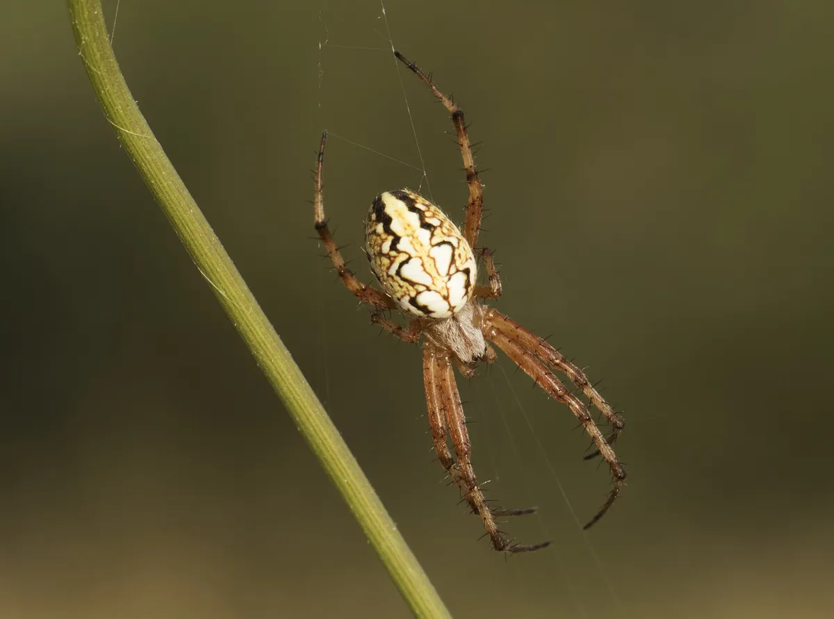 Araña Orbitelia Adianta