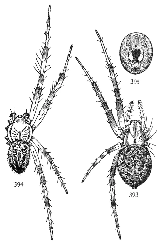 Neoscona arabesca