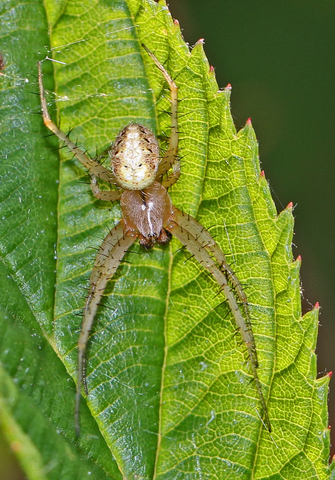 Arabesque Orb-Weaver Spider