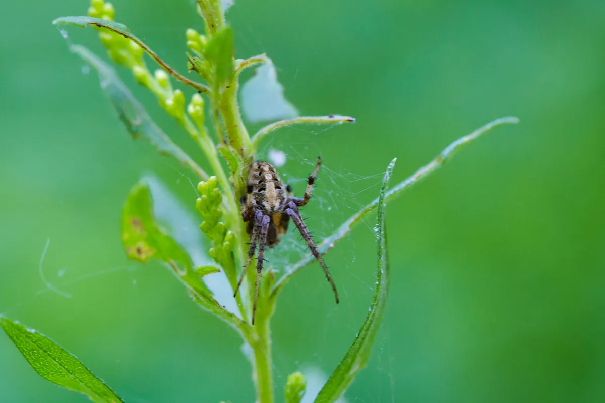 Arabesque Orb-Weaver Spider