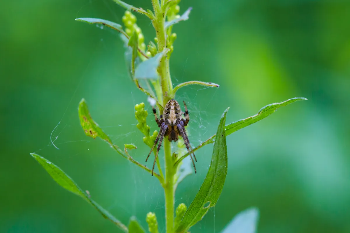 Arabesque Orb-Weaver Spider