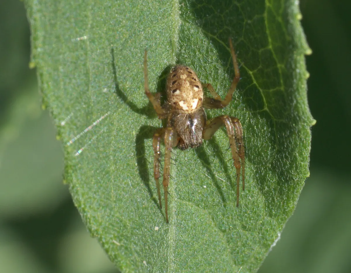 Arabesque Orb-Weaver Spider