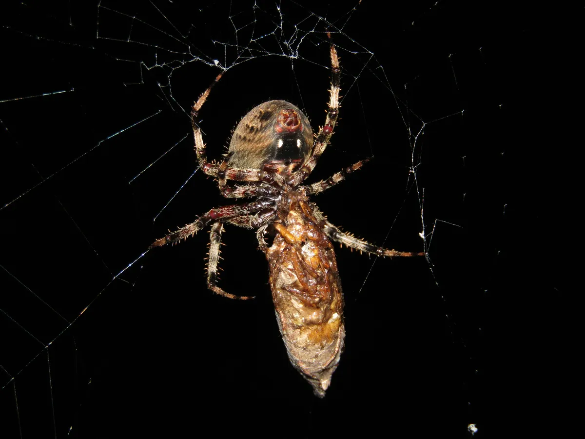 Tejedor Orbital Manchado