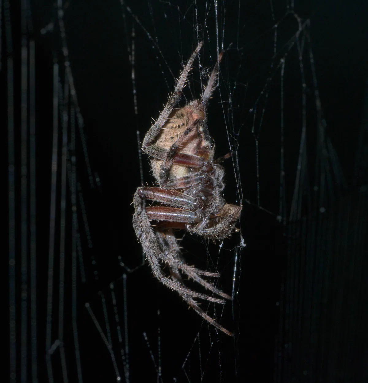 Tejedor Orbital Manchado