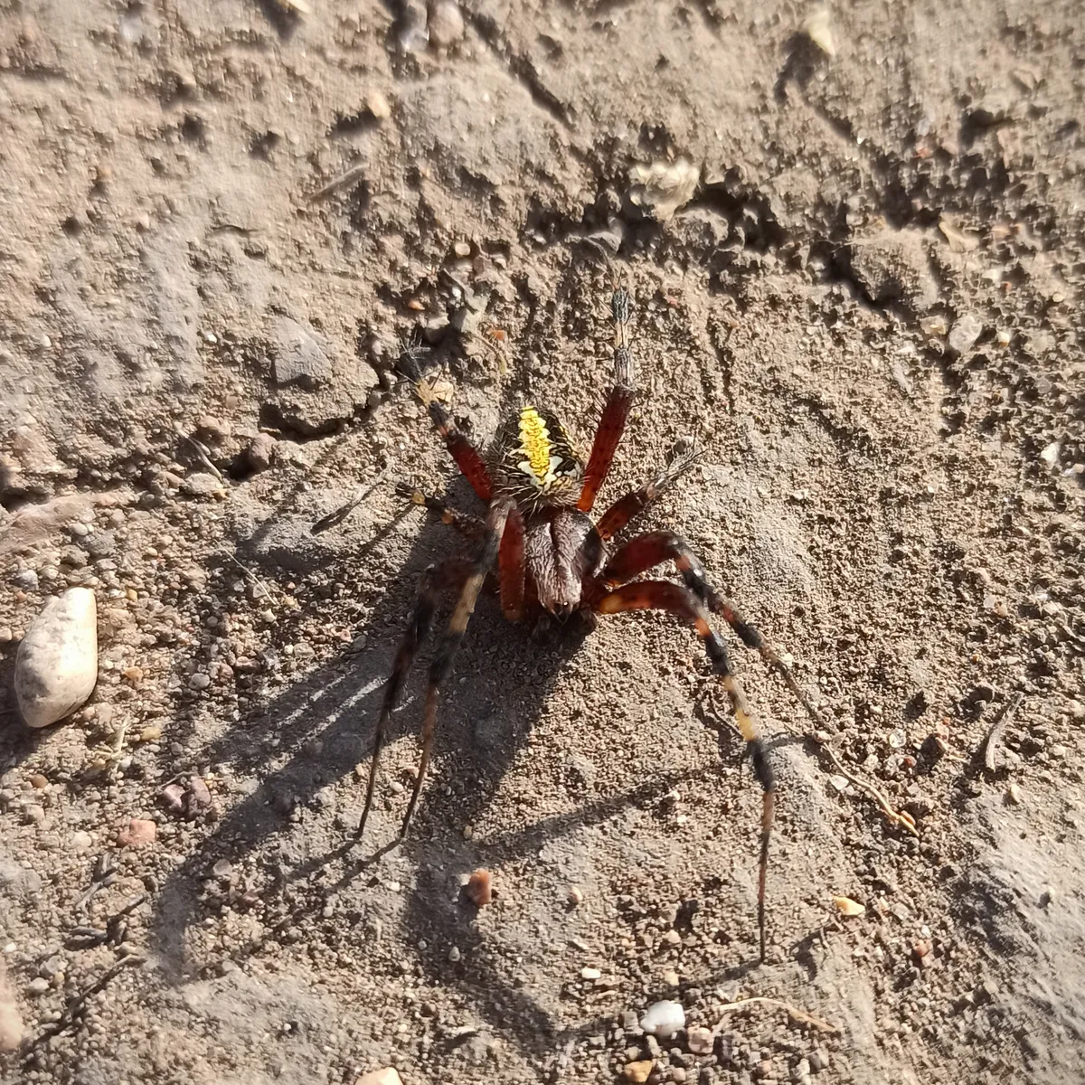 Araña Tejedora de Oaxaca