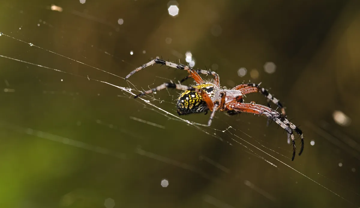 Araña Tejedora de Oaxaca