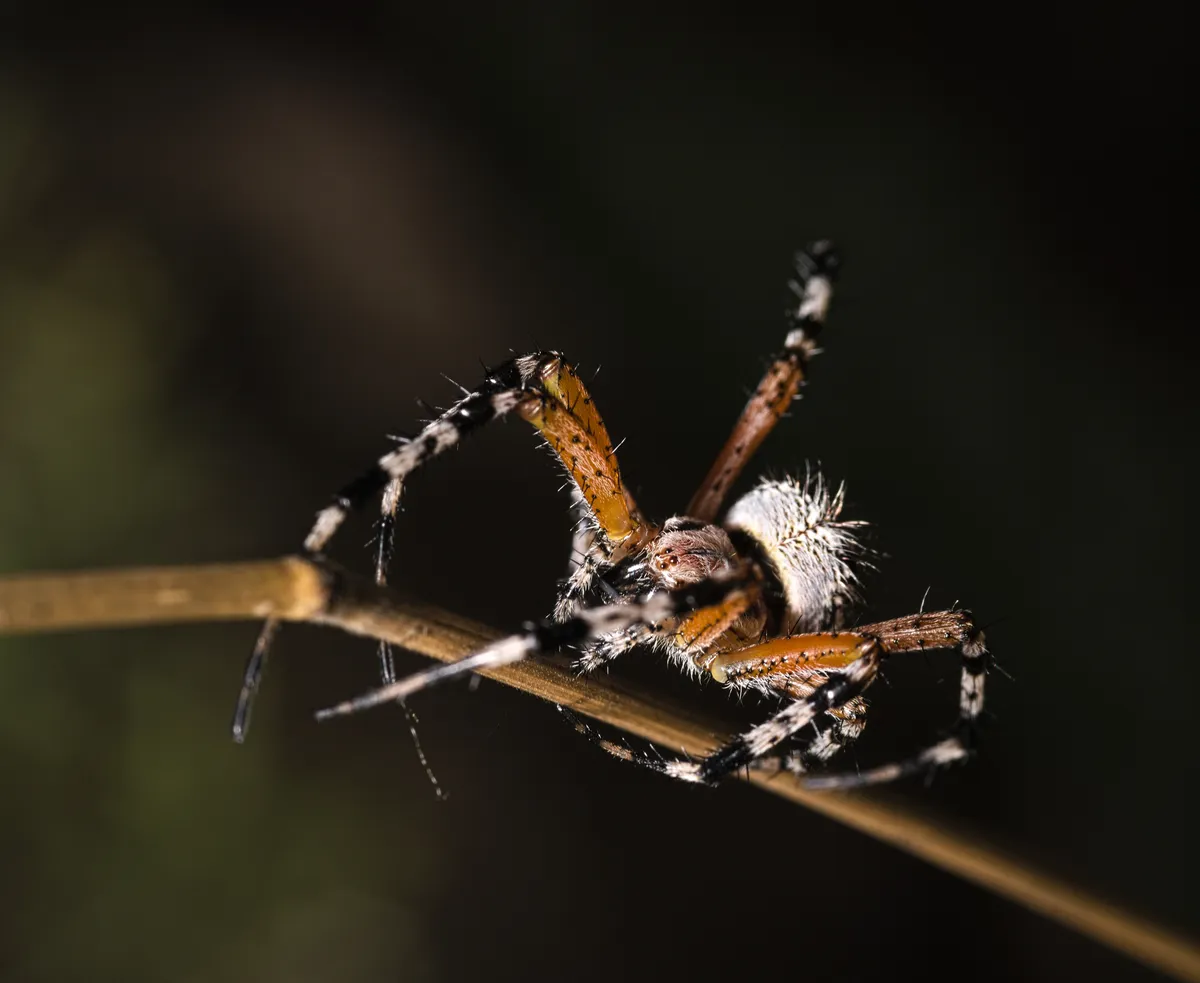 Araña Tejedora de Oaxaca
