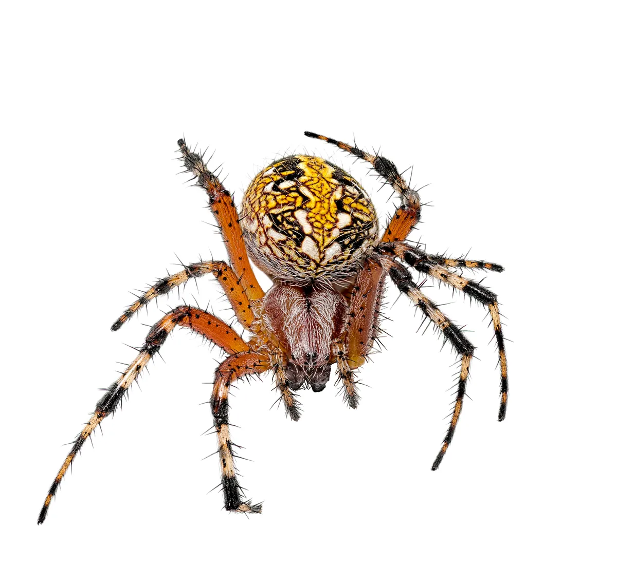 Araña Tejedora de Oaxaca