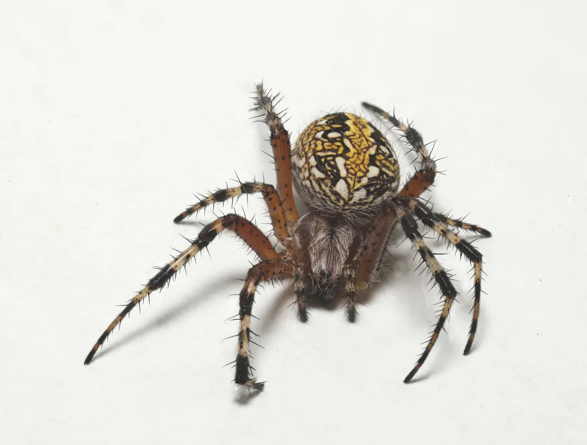 Araña Tejedora de Oaxaca