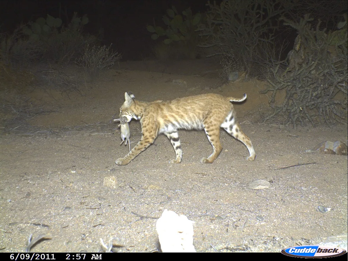 White-throated Woodrat