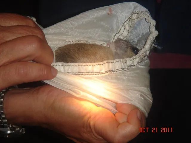 White-throated Woodrat