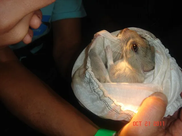 White-throated Woodrat