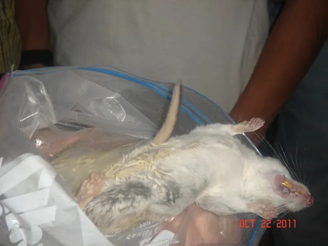 White-throated Woodrat