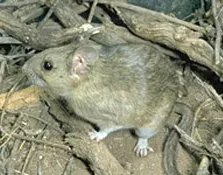 White-throated Woodrat