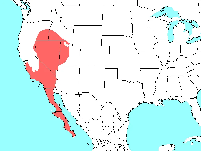 rata de madera del desierto