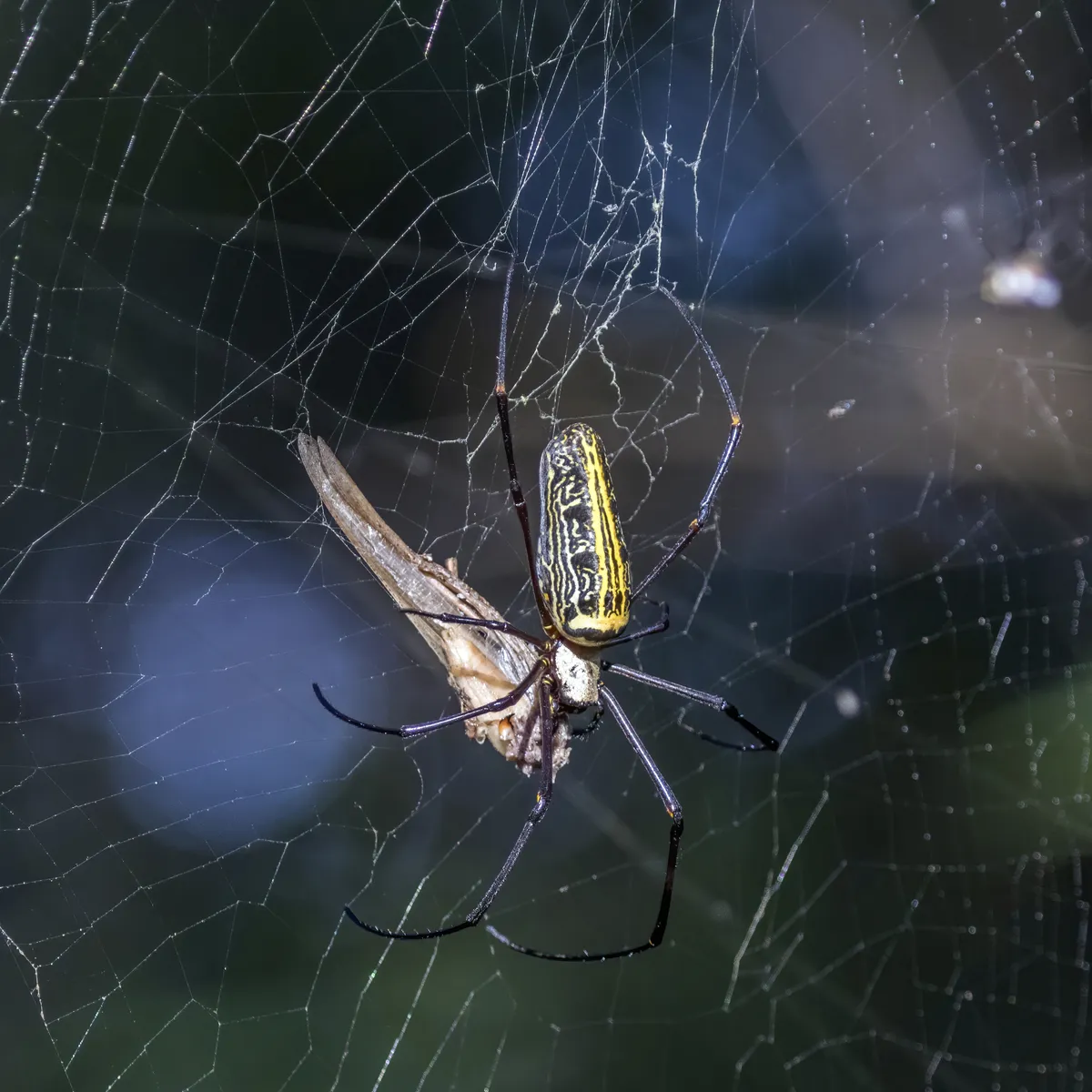 Nephila pilipes