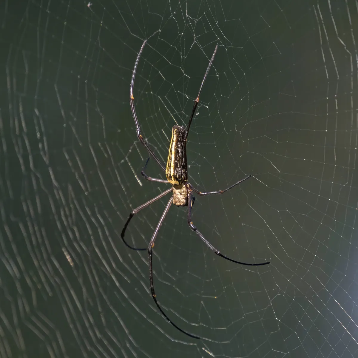 Giant Golden Orb Weaver