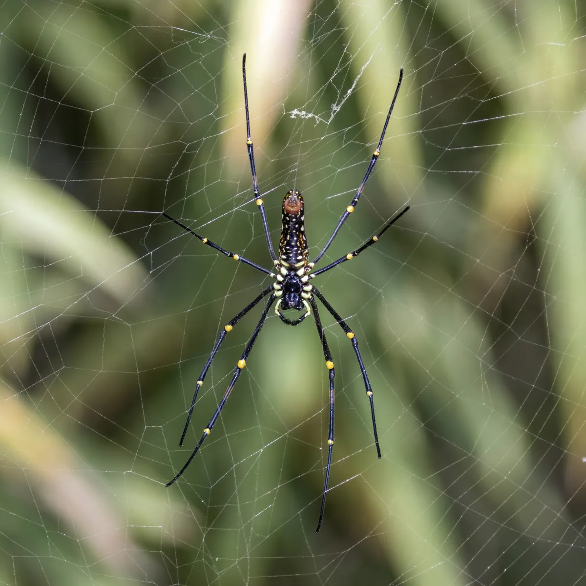 Giant Golden Orb Weaver