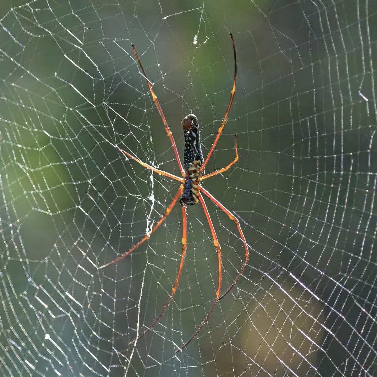Giant Golden Orb Weaver