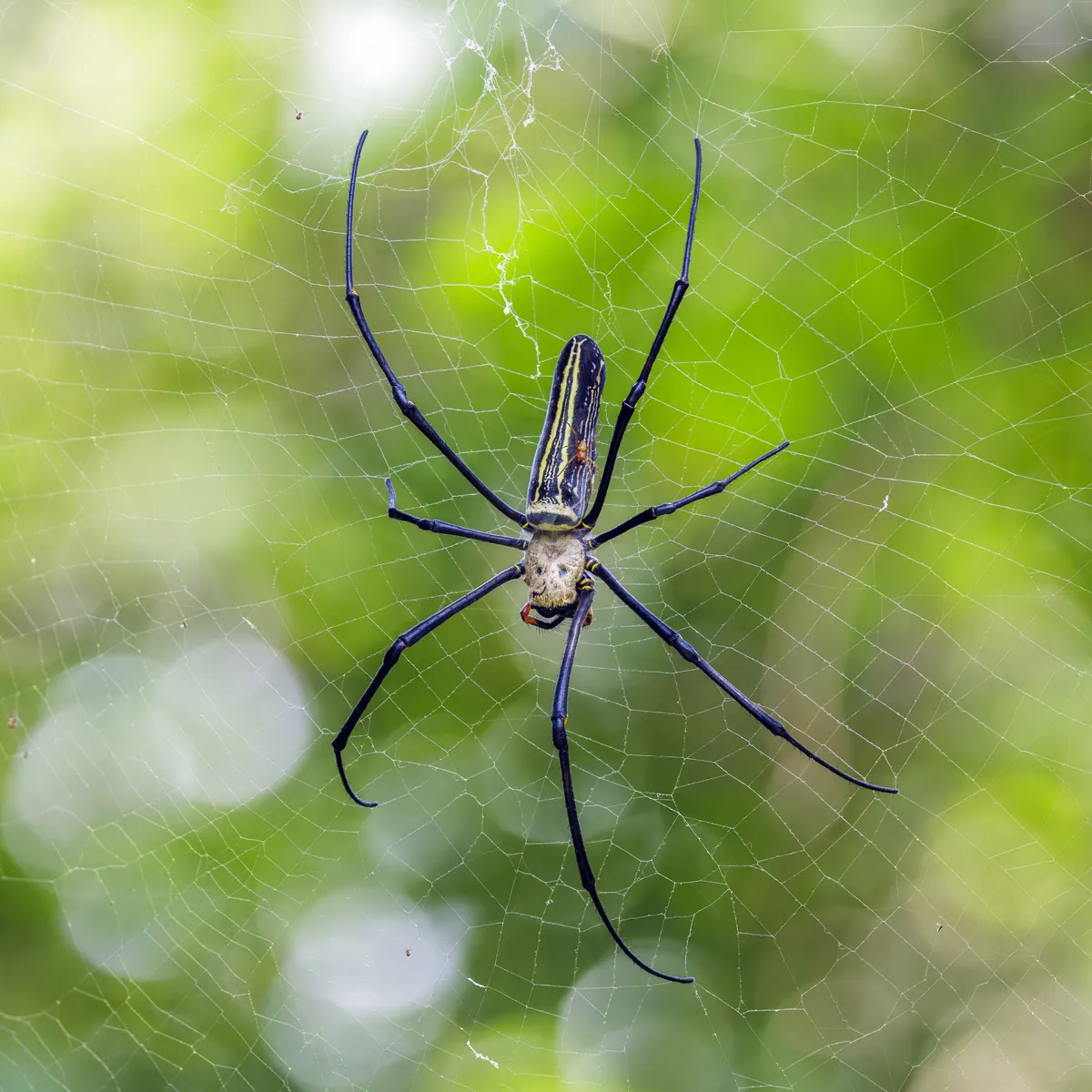 Giant Golden Orb Weaver
