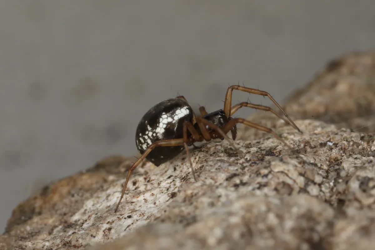 Araña Tejedora de Encaje