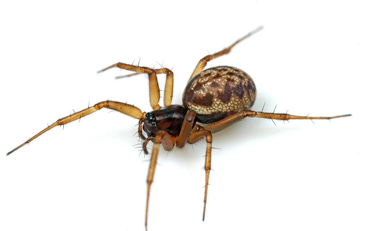 Araña Tejedora de Encaje