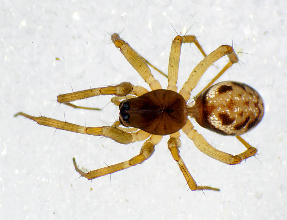 Araña Tejedora de Encaje