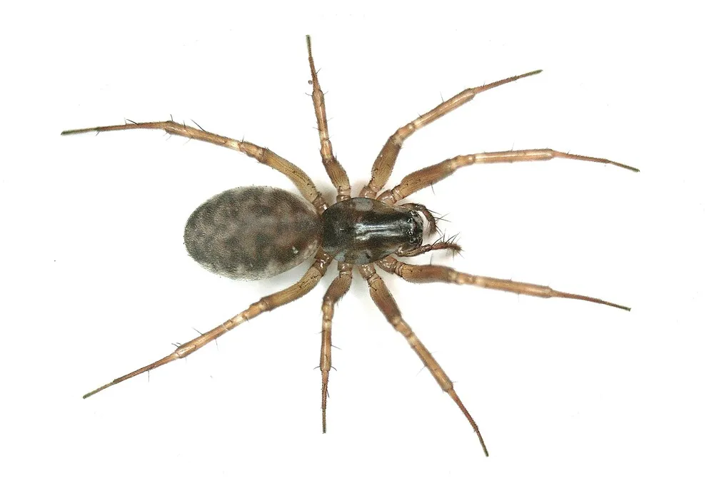 Araña Tejedora de Encaje