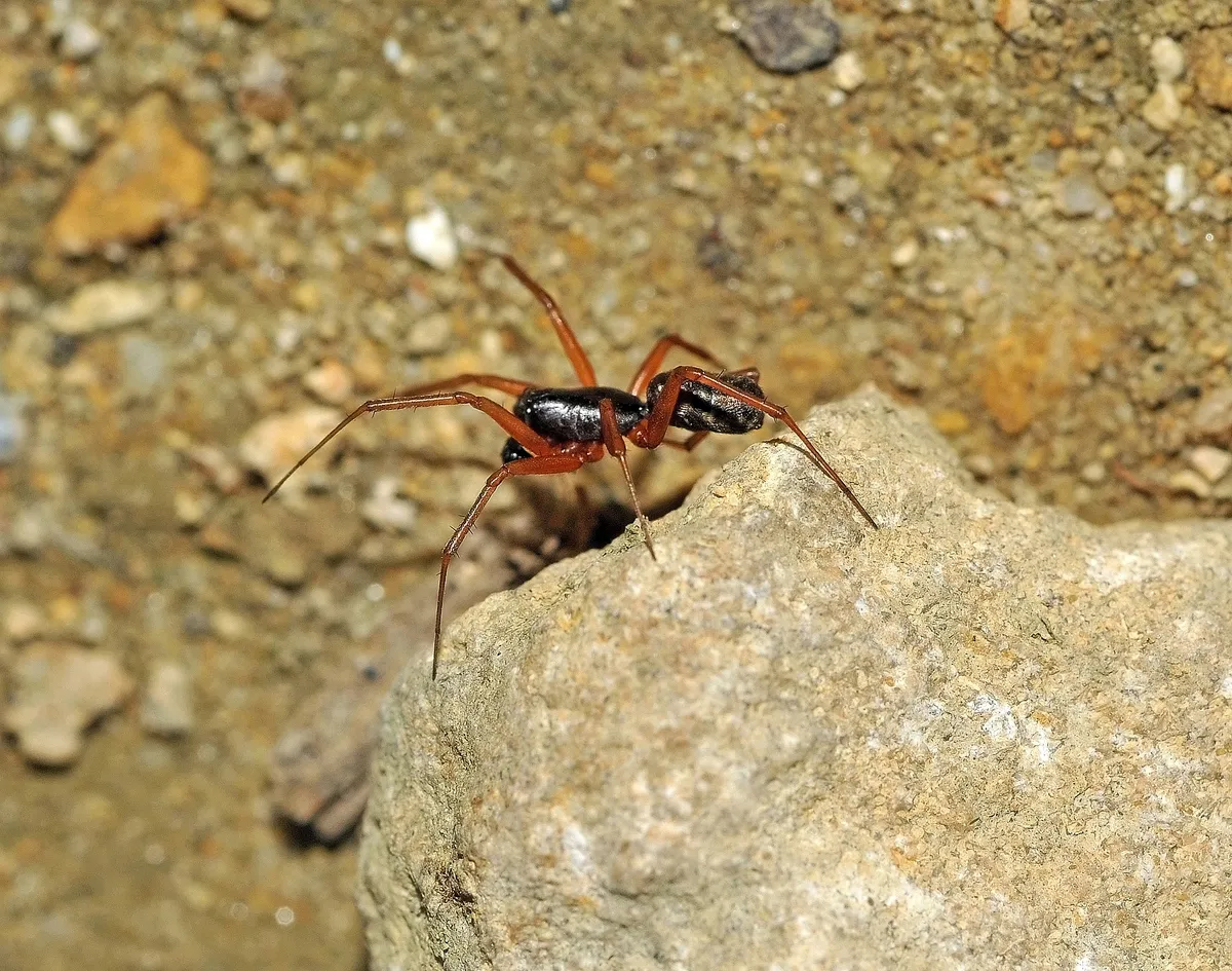 Araña Tejedora de Encaje