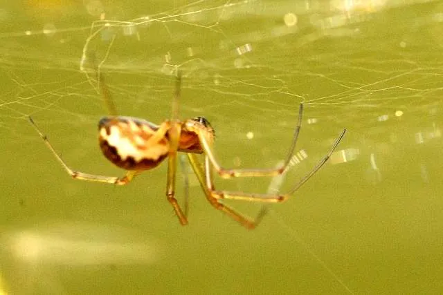 Araña de Tela de Sábana