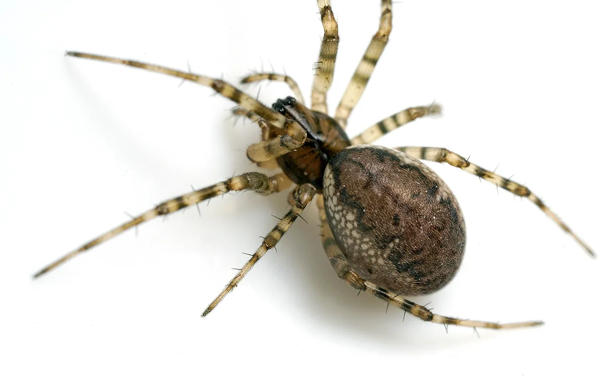 Araña de Tela de Sábana