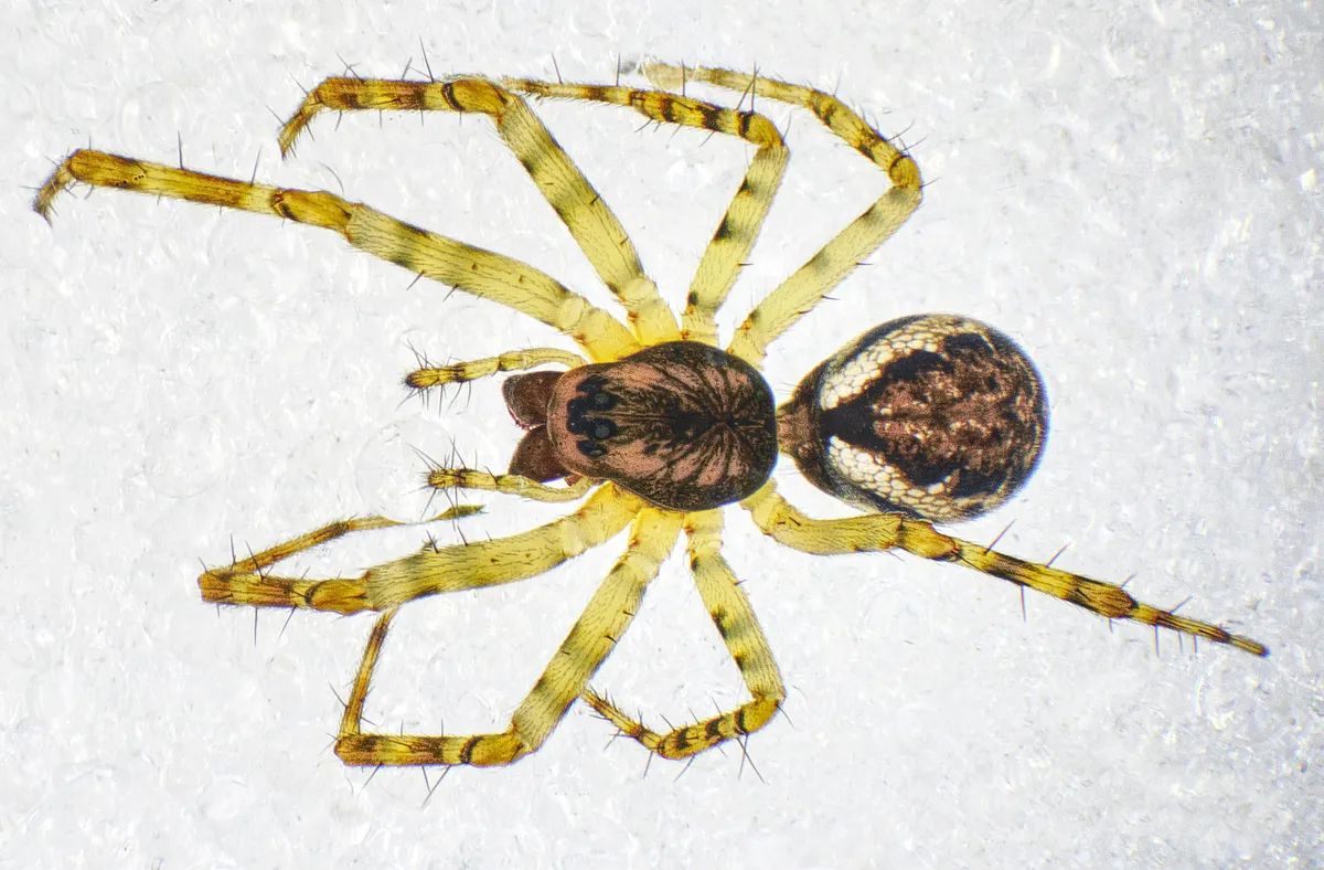 Araña de Tela de Sábana