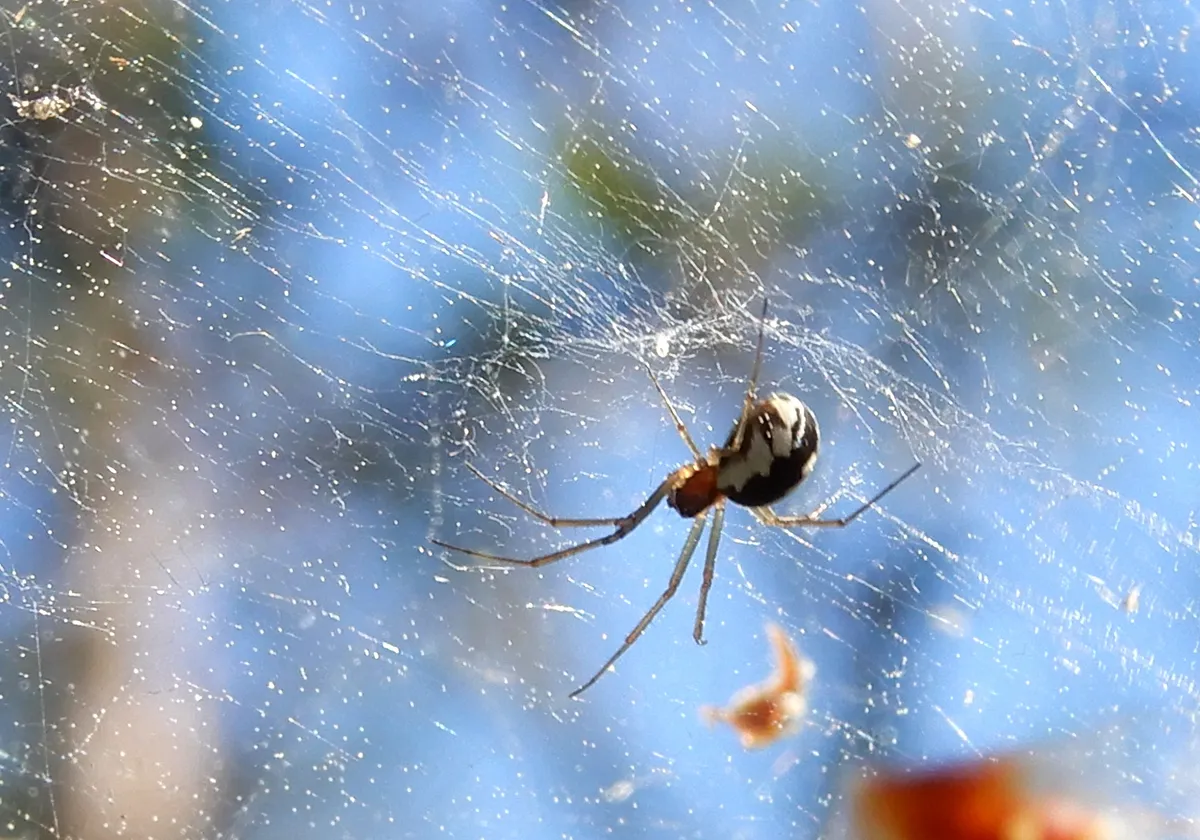 Araña Tejedora de Sábanas