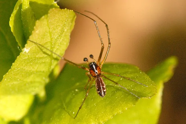 Araña Tejedora de Sábanas