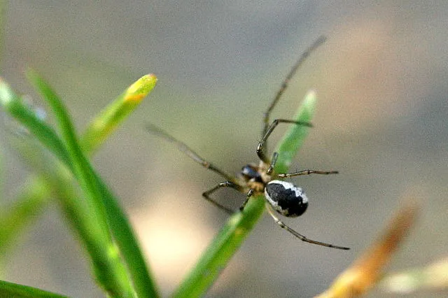 Araña Tejedora de Sábanas