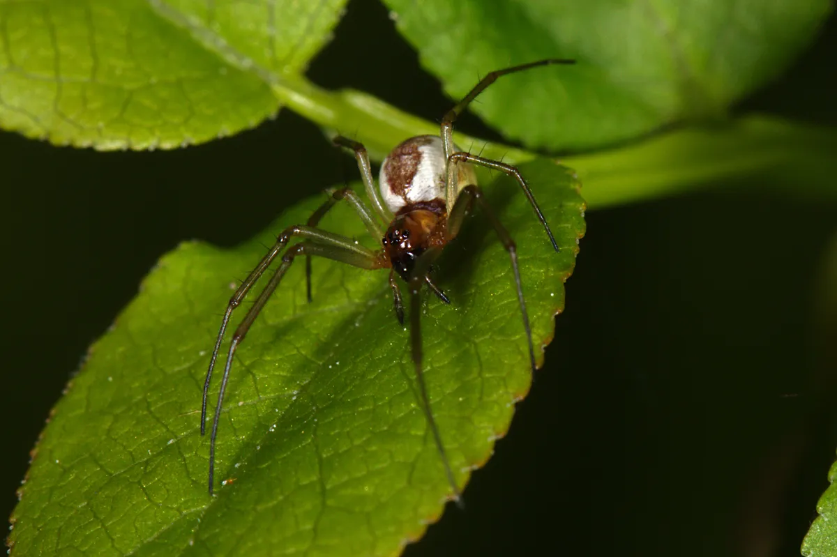 Araña Tejedora de Sábanas