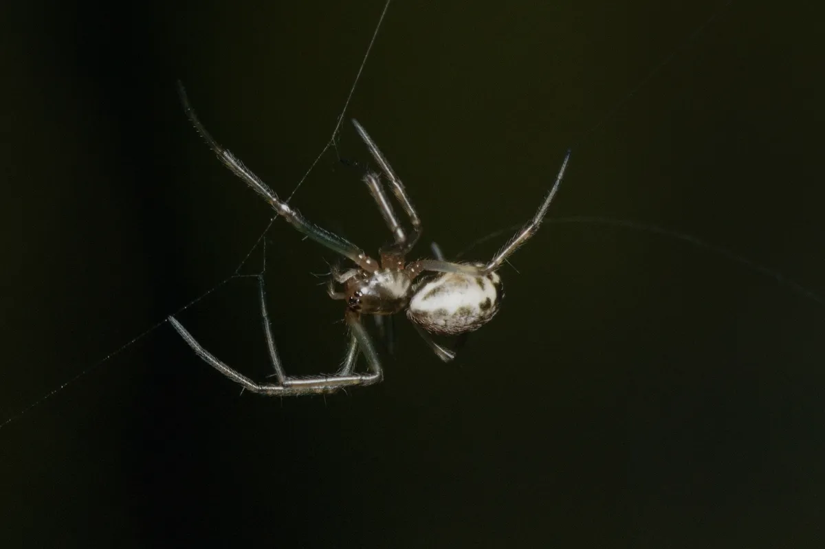 Araña Tejedora de Sábanas