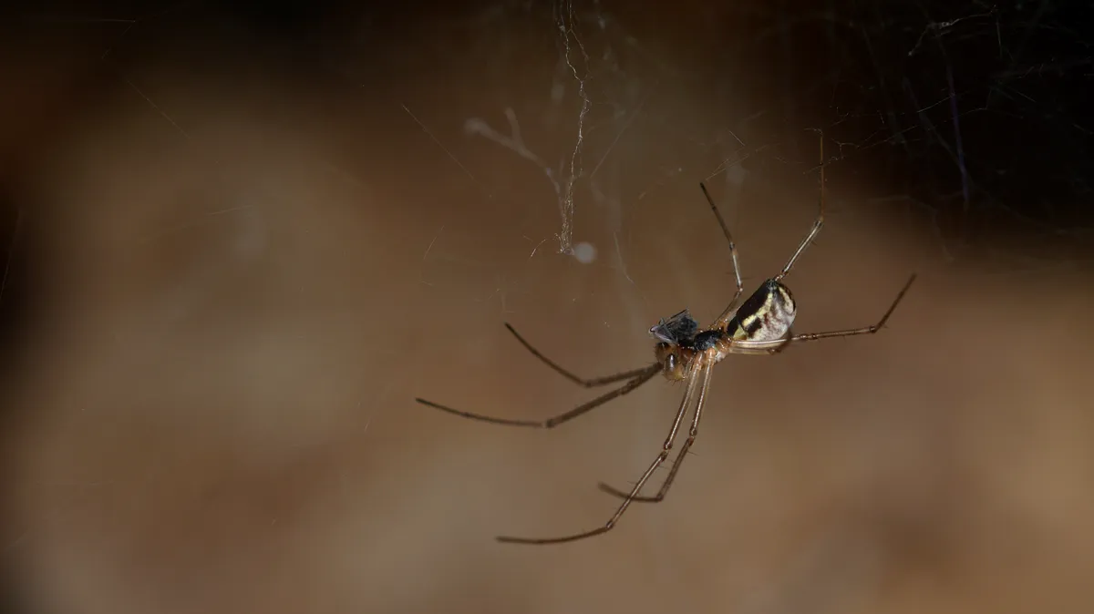 Filmy Dome Spider