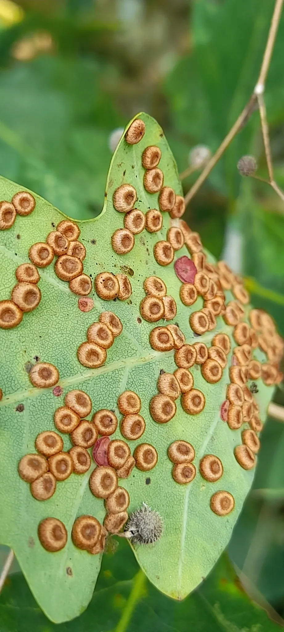 Neuroterus numismalis