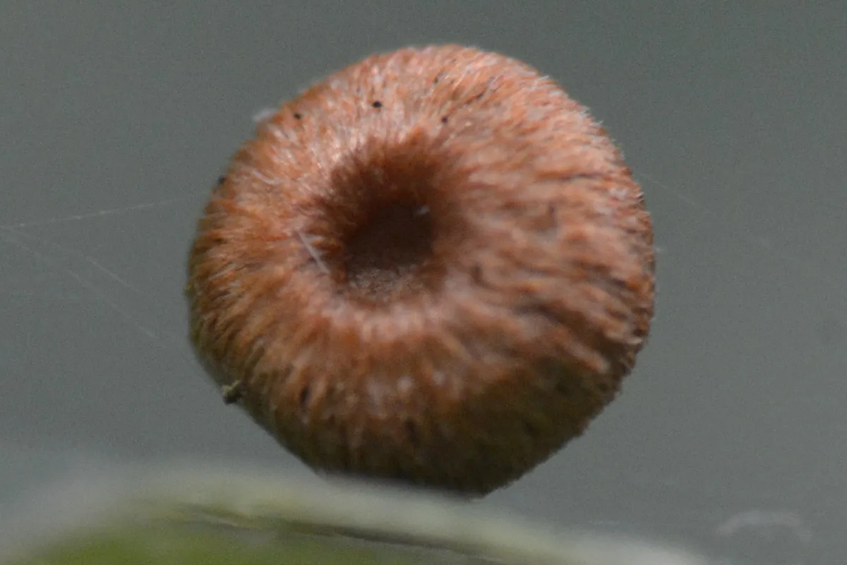 Avispa de Agalla de Botón de Seda