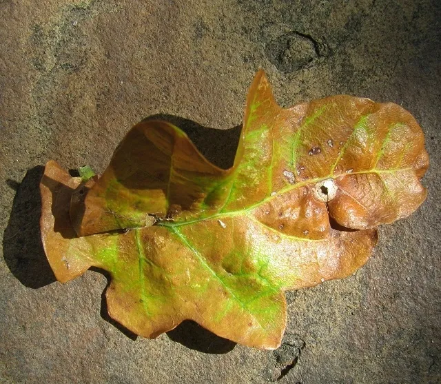 Avispa de Agalla de Botón de Seda