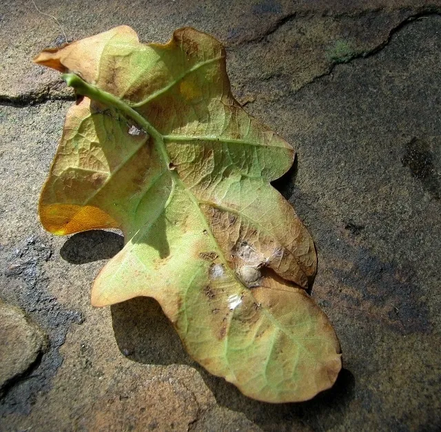 Avispa de Agalla de Botón de Seda