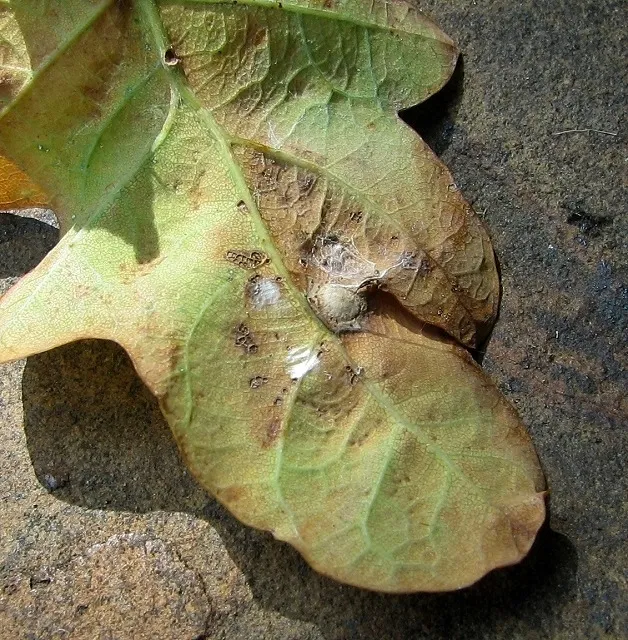Avispa de Agalla de Botón de Seda