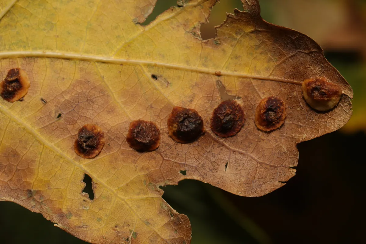 Neuroterus quercusbaccarum